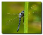 Libellula 5 Libellula 5