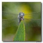 Libellula 6 Libellula 6