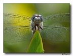 Libellula 9 Libellula 9