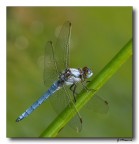 Libellula 10 Libellula 10