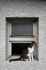 curiosit