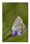 Lysandra bellargus m. Lysandra bellargus m.