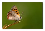 Lycaena phleas Lycaena phleas