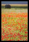 ...ancora papaveri... ...ancora papaveri...