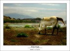 Horse Horse
