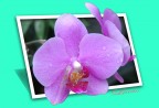 Orchidea Orchidea
