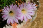 fiori fiori