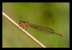 Damigella rossa Damigella rossa