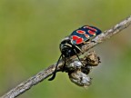 zygaena zygaena