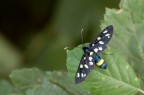 Syntomis Phegea