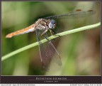 Solo libellula 1