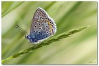 Elegantona