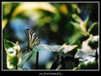 My fisrt butterfly My fisrt butterfly