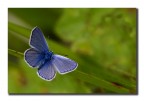 Lysandra bellargus m.