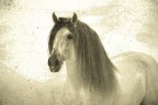 horse painting horse painting