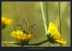 Opilionide ambientato Opilionide ambientato