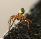 spider multicolor spider multicolor