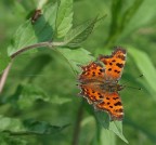 farfallina farfallina