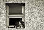 washing cat
