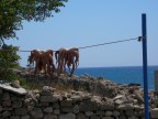 Polpi a Rodi Polpi a Rodi