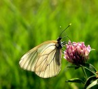 Trasparenza Trasparenza