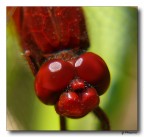 Red Dragonfly - primo piano Red Dragonfly - primo piano