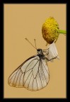 Bianco-Giallo-Nero