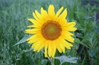 Girasole Girasole