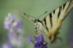 La Farfalla e Il Fiore La Farfalla e Il Fiore