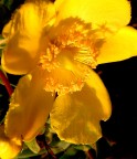 Fiore Fiore