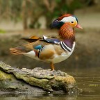 Anatra Mandarina Anatra Mandarina