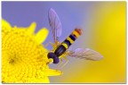 Luce abbagliante Luce abbagliante