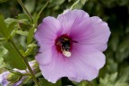 impollinazione