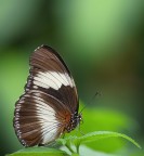 Una farfallina Una farfallina