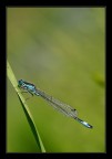 damigella blu damigella blu