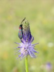 Farfallina