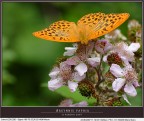 Argynnis paphia 2 Argynnis paphia 2