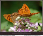 Argynnis paphia 3 Argynnis paphia 3