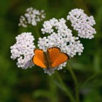 Bianco Arancio Verde Bianco Arancio Verde