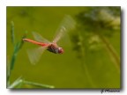Libellula in volo Libellula in volo