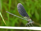 Calopteryx virgo Calopteryx virgo