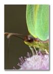 Truccata Truccata