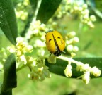coccinella gialla coccinella gialla
