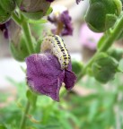 bruchino viola bruchino viola