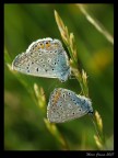 Farfalle