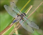 libellula paffutella libellula paffutella