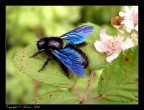 Insettone volante gigantesco che ho fotografato nei pressi di Viterbo, mi sono dovuto avvicinare molto con la fotocamera e ho temuto che si mangiasse la mano con annessa macchina fotografica