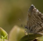 Che ricciolo.... Che ricciolo....