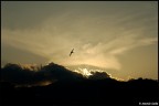 Sunset & Swallow Sunset & Swallow