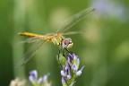 libellula libellula
